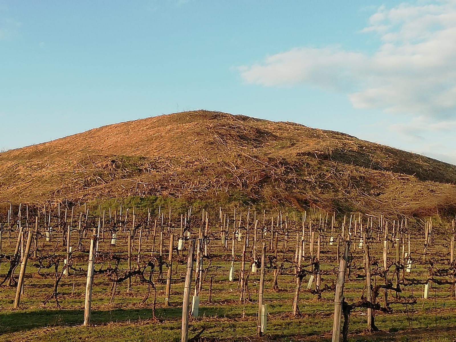 Immagine per Tagliati alberi e vegetazione per nuove viti a Lucinico, Legambiente Gorizia lancia l'allarme 